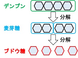 質問 中学 理科 デンプンがからだの中で分解されるとき デンプン 麦芽糖 ブドウ糖と分解されると習いました なぜ 麦芽糖に一度分解してから ブドウ糖に分解されるのですか オンライン無料塾 ターンナップ